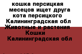 кошка персицкая 7 месецов ищет друга кота персицкого - Калининградская обл. Животные и растения » Кошки   . Калининградская обл.